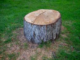 How Our Tree Care Process Works  in  Catawba, SC