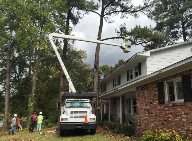 Best Hedge Trimming  in Catawba, SC