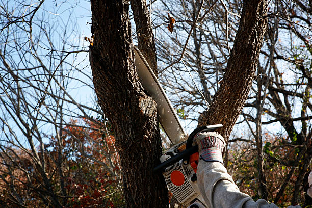 Best Tree and Shrub Care  in Catawba, SC